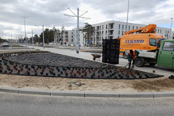 Nowe nasadzenia na rondzie